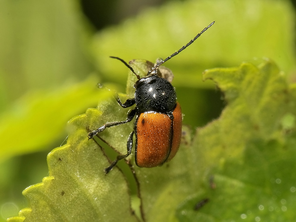Cryptocephalus rugicollis?